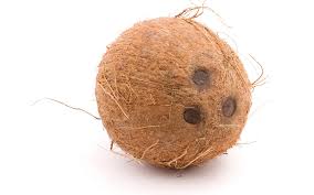 Image result for coconut